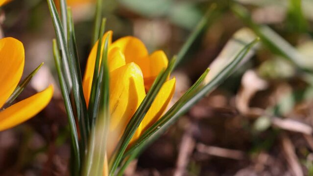 Bee collects nectar and flies on yellow blooming crocuses