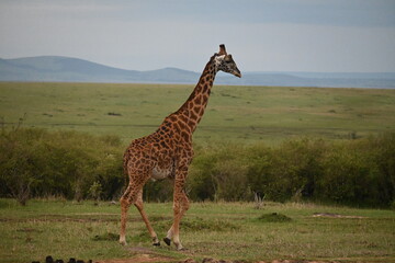 Jirafa en el Maasai Mara, Kenia
