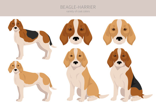 Beagle Harrier  all colours clipart. Different coat colors and poses set