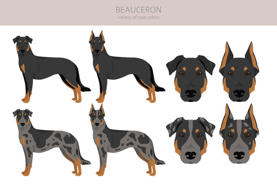 Beauceron dog, French shepherd clipart. All coat colors set.  Different position. All dog breeds characteristics infographic