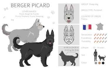 Berger picard clipart. Different coat colors and poses set