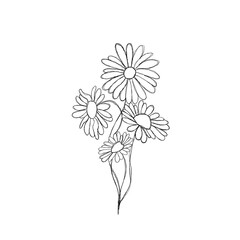 Sketch Floral Botany Collection. Daisy flower drawings. Black and white with line art on white backgrounds. Hand Drawn Botanical Illustrations.