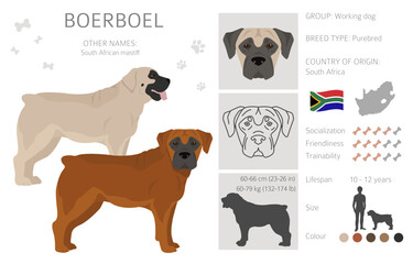 Boerboel clipart. Different coat colors and poses set