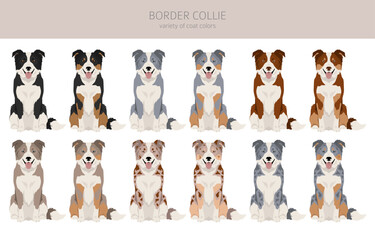 Border collie dog clipart. All coat colors set.  All dog breeds characteristics infographic