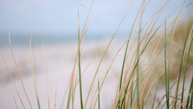 Gras auf den D&uuml;nen wehen im Wind.