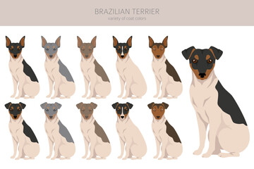 Brazilian terrier clipart. Different coat colors and poses set