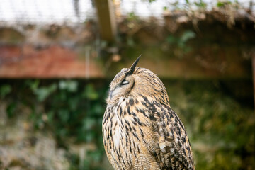 A eurasian eagle owl perched in a wildlife sanctuary.