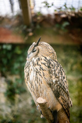 A eurasian eagle owl perched in a wildlife sanctuary.