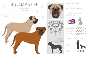 Bullmastiff dog clipart. All coat colors set.  All dog breeds characteristics infographic