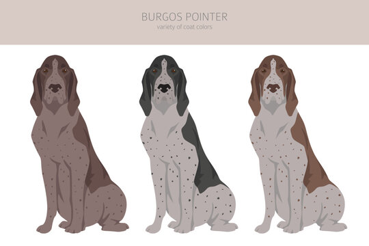 Burgos Pointer clipart. Different coat colors and poses set