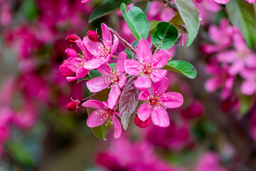 Red Crabapple Blossoms In Spring
