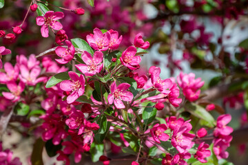 Fototapeta na wymiar Red Crabapple Blossoms In Spring