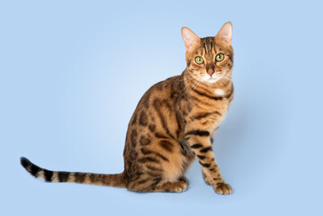 Bengal cat in full length on a blue background.