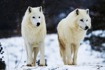 Arctic wolf (Canis lupus arctos) two of the pack in the snow