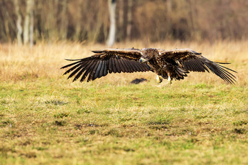 White-tailed eagle (Haliaeetus albicilla) lands