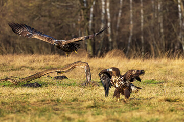 White-tailed eagle (Haliaeetus albicilla) flying around the other