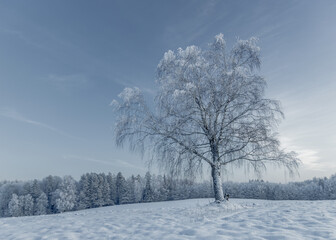 winter view of a lone tree covered in snow