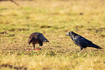 common raven (Corvus corax) and common buzzard (Buteo buteo)