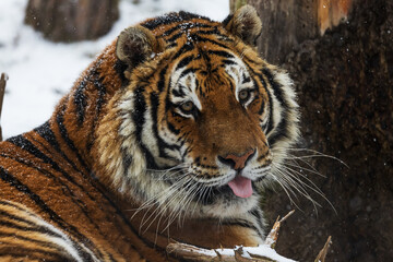 Siberian tiger (Panthera tigris tigris) the snow is falling on him