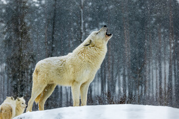Arctic wolf (Canis lupus arctos) howls himself into the snow