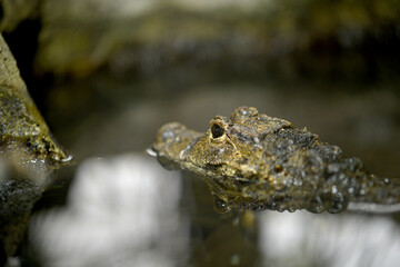 caiman crocodile swimming with head above water