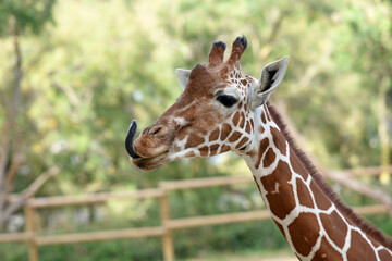 close up portrait of giraffe in nature park