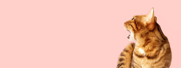 Ginger cat with open mouth on a pink background with copy space.