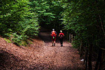 Pilgrims walking in the wood of the Pyrenees, Camino de Santiago