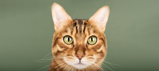 Muzzle of a Bengal cat with green eyes close-up on a green background.