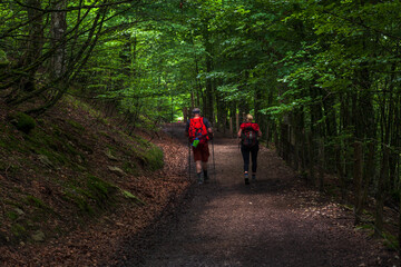 Obraz premium Pilgrims walking in the wood of the Pyrenees, Camino de Santiago