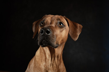 Fototapeta na wymiar Ridgeback Portrait. reinrassig. Haustiere. Hundeportrait. Jagdhund. Afrikaner