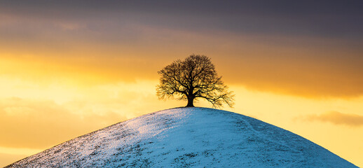 lonely tree on a hill, sunset
