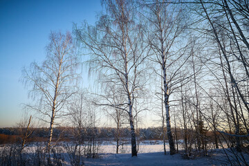 Trees with bare branches on a cliff on a cold sunny day. Fantastic morning landscape in a pink sunlight in winter with snow. Beautiful winter scene during sunrise or sunset. Beauty world