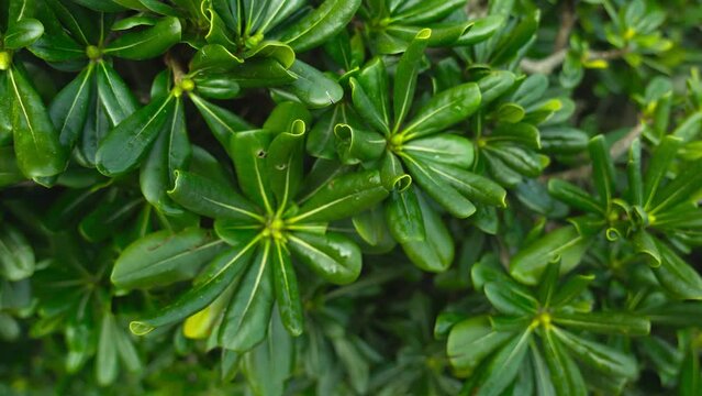 Boundless Pigmyweeds lavish succulent plants surface with smooth shiny juicy green leaves reflecting day light extreme closeup