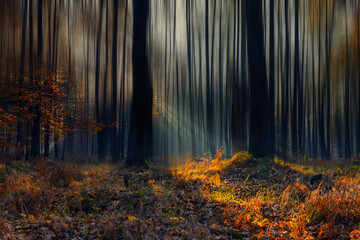 Jesienna impresja w zaczarowanym, porannym lesie