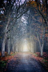 Jesień i mglisty poranek w lesie.  - obrazy, fototapety, plakaty