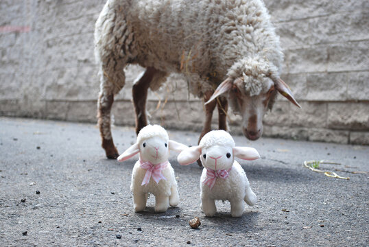 Sheep Flock