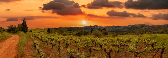 OLYMPUS DIVineyards in the Greek village in the spring at sunsetGITAL CAMERA