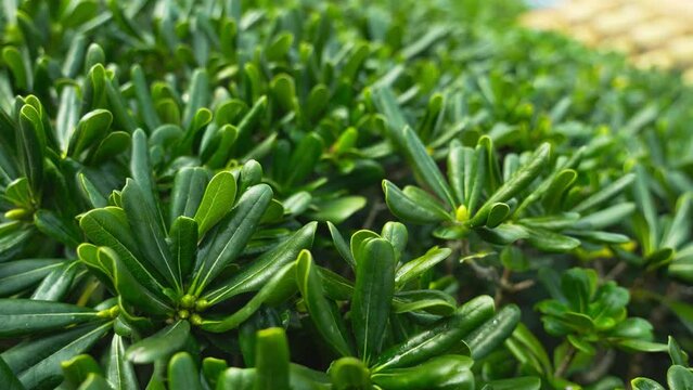 Motion over boundless juicy succulent Pigmyweeds plants of Crassula ovata family with short narrow leaves extreme close view