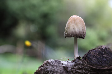 coprinus saccharinus,  a fine fungus that grows on dead wood