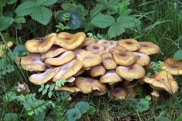armillaria solidipes,  a fungus that grows on dead wood and root. 