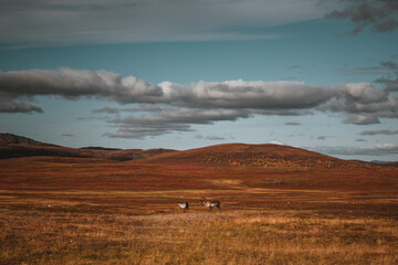 Wild reindeers in Norway on an autumn day