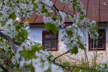 Fototapeta na wymiar ancient clay country house detail, blurred sweet cherry branch in generous blossom enjoy spring sunshine, desolation and beauty awakening contrast, traditional folk architecture, history exploration