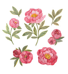 Set of botanical illustrations with stylized pink peonies and leaves drawn in watercolor by hand and isolated on a white background.