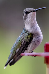 hummingbird on feeder