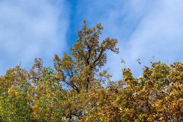 A forest with different trees in the autumn season