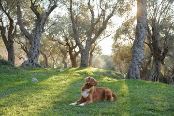 dog near the olive tree. Nova Scotia duck tolling retriever in nature. Toller on a walk in the green park