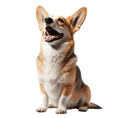 dog, sit down, happy, pet, transparent background png file