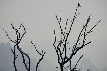A lone bird perched at the top of a dead tree