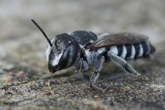 Closeup on a cute black and white female Apical leafcutter solitary bee, Megachile apicalis sitting on wood